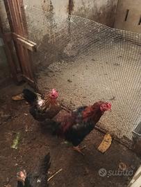 Gallo nostrano giovane