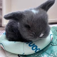 Coniglietti mini lop blu di Vienna