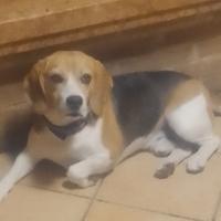 Beagle maschio