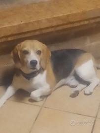Beagle maschio