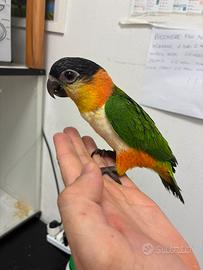 Caicco testa nera allevati a mano