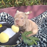 Big Rope Isabella New Shade carr.L/l4? Bulldog Fra