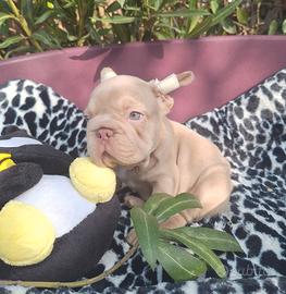 Big Rope Isabella New Shade carr.L/l4? Bulldog Fra