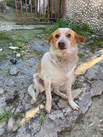 Dolcissima cagnolina