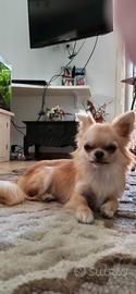 Chihuahua femmina con pedigree disponibile monta