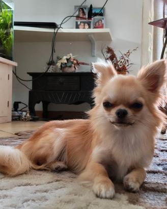 Chihuahua femmina con pedigree disponibile monta