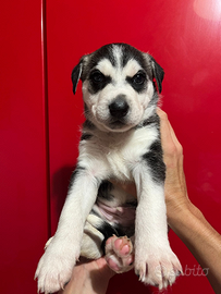 Cuccioli Husky