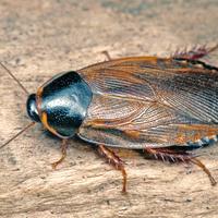 Blatta del Suriname (Pycnoscelus Surinamensis)