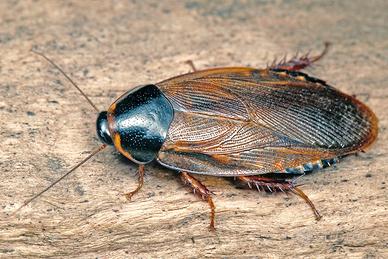 Blatta del Suriname (Pycnoscelus Surinamensis)