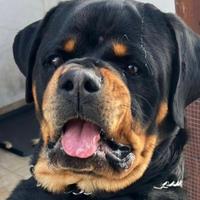 Rottweiler disponibile