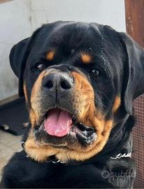 Rottweiler disponibile