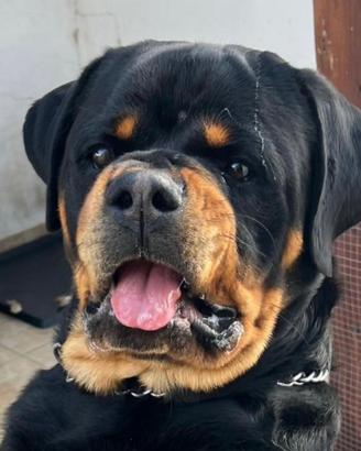 Rottweiler disponibile