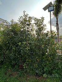 Siepe artificiale PHOTINIA in Mattonelle