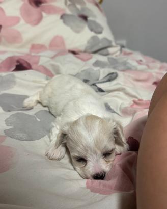 Bichon A Poil Frise