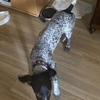 Cane Kurzhaar cucciolo