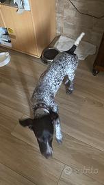 Cane Kurzhaar cucciolo