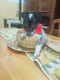 Cucciolo di due mesi mini