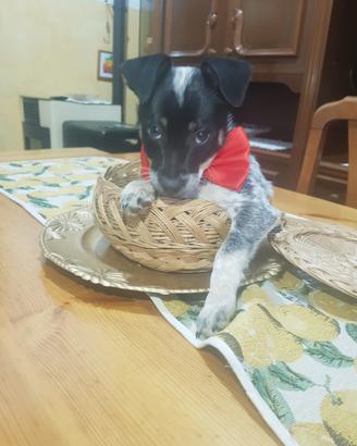 Cucciolo di due mesi mini