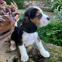 Cucciolata di beagle