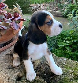 Cucciolata di beagle