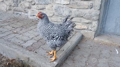 Gallo giovane razza amrok