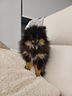 volpini-di-pomerania-toy-con-pedigree-enci