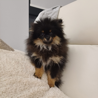 Volpini di pomerania toy con pedigree enci