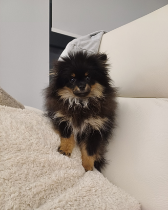 Volpini di pomerania toy con pedigree enci