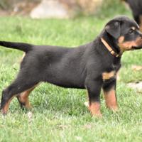 Cuccioli Rottweiler con Pedigree