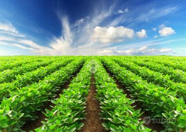 TER. AGRICOLO A POLVERARA
