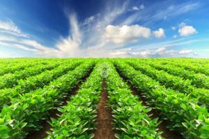 TER. AGRICOLO A POLVERARA