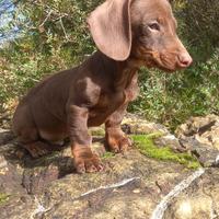 Bassotto tedesco kaninchen e nano