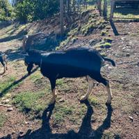 Becco Friso puro di anni 2