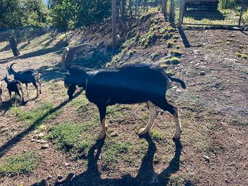 Becco Friso puro di anni 2