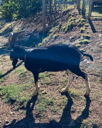 Becco Friso puro di anni 2