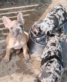 Buldog francese