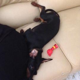 Pinscher tedesco