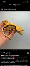 Ciliatus femmina riproduttrice Yellow