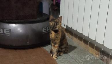 Sandy gattina 5/6 mesi