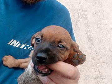Cuccioli meticci