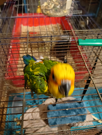 Conuro del sole ,