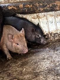 Coppia di Maialini nani