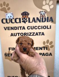 barboncino mini Toy Red 2M 2F anche rate x settemb