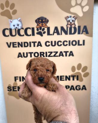 barboncino mini Toy Red 2M 2F anche rate x settemb