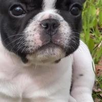 BULLDOG FRANCESE CUCCIOLI -FRENCH BOULEDOGUE puppy