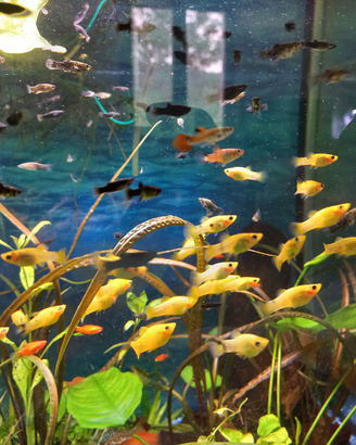 Platy