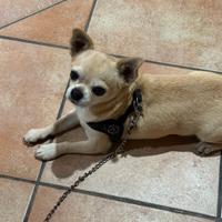 Chihuahua disponibile per accoppiamento