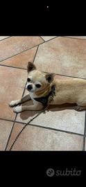 Chihuahua disponibile per accoppiamento