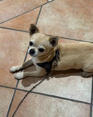 Chihuahua disponibile per accoppiamento