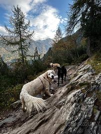 Dog sitter casalingo